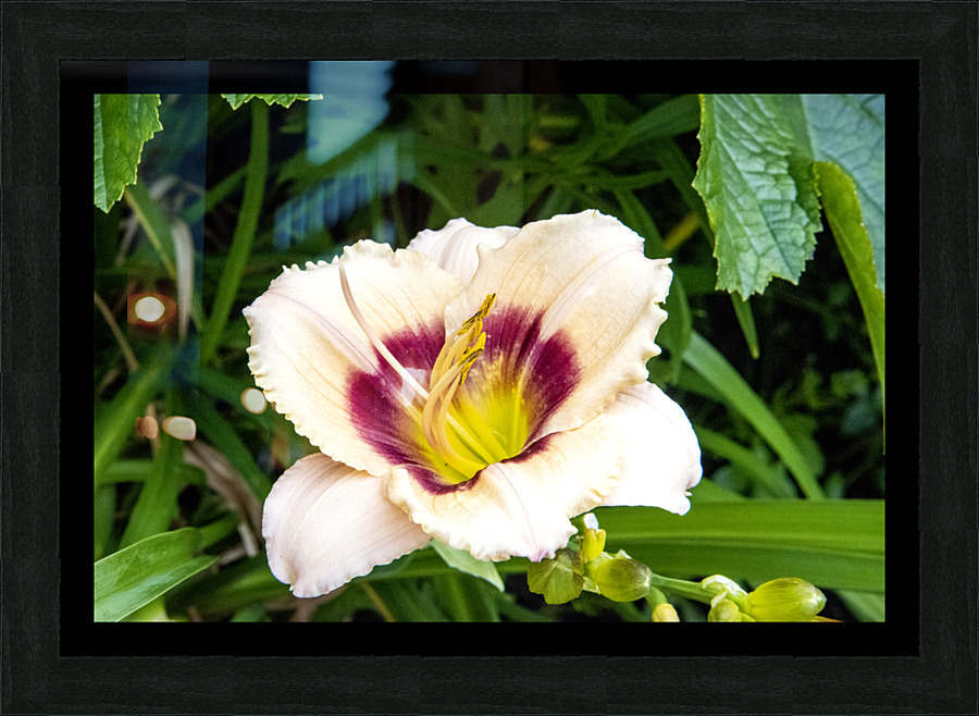 Elegance florale : Lys blanc captivant entoure de feuillus verdoyants  Impression encadrée
