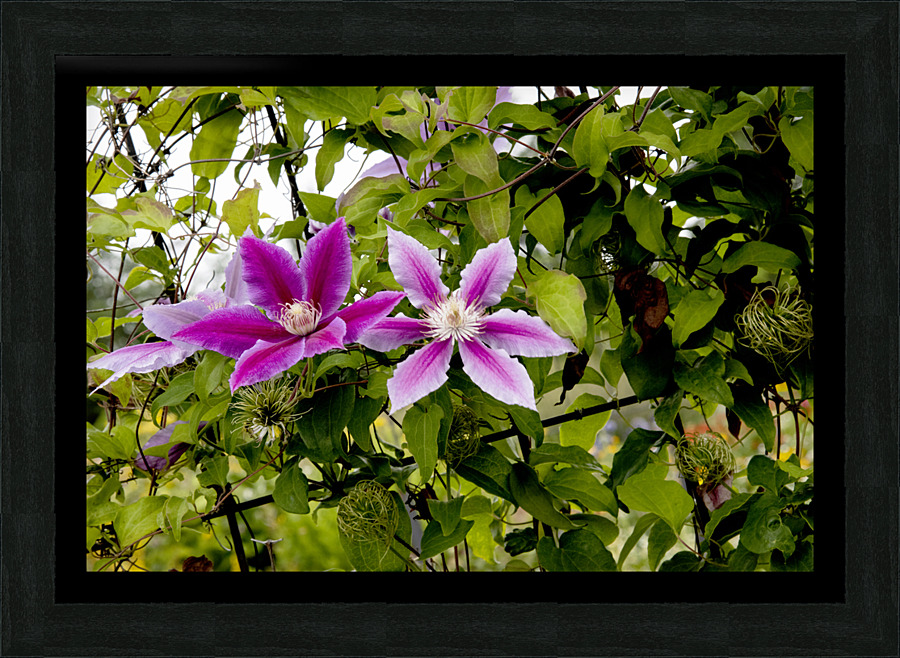 Fleurs en harmonie : Clematite rose mauve captivante avec un fond de feuillus Picture Frame print