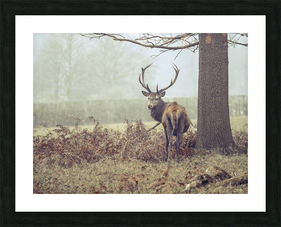  Fine Art print