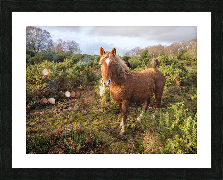  Fine Art print