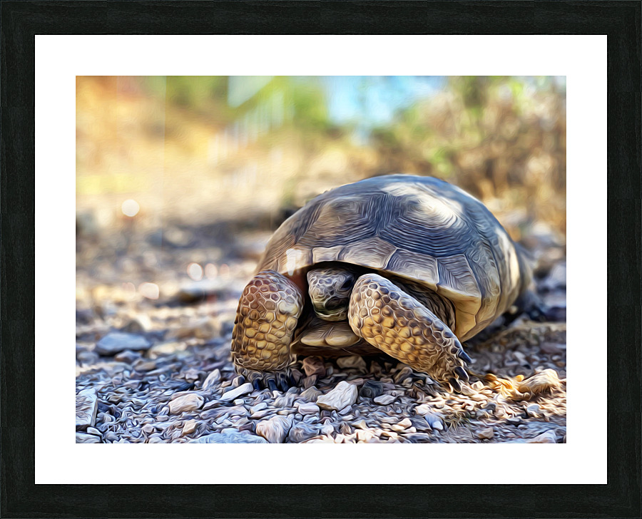 Tortoise 1 Picture Frame print