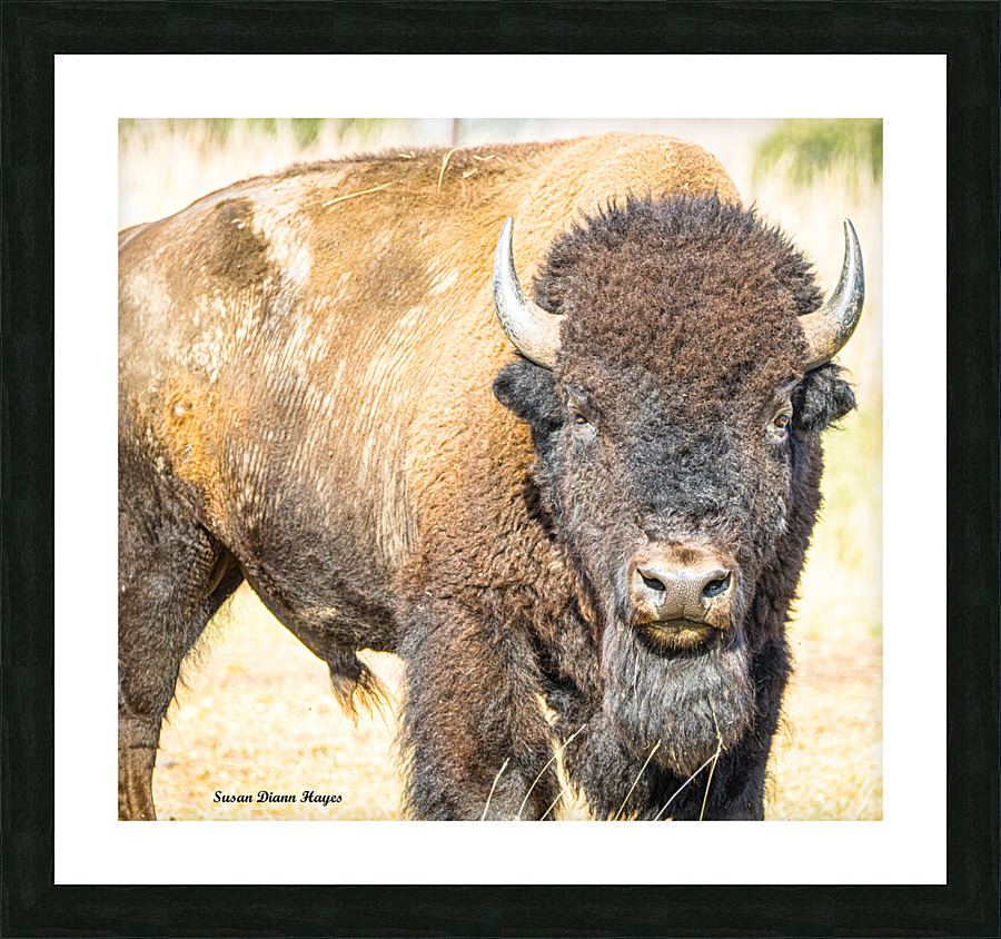 Stare Down Picture Frame print