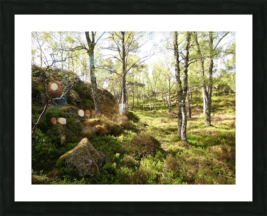 Spring May Morning in a Scottish Highlands Birch Forest Picture Frame print