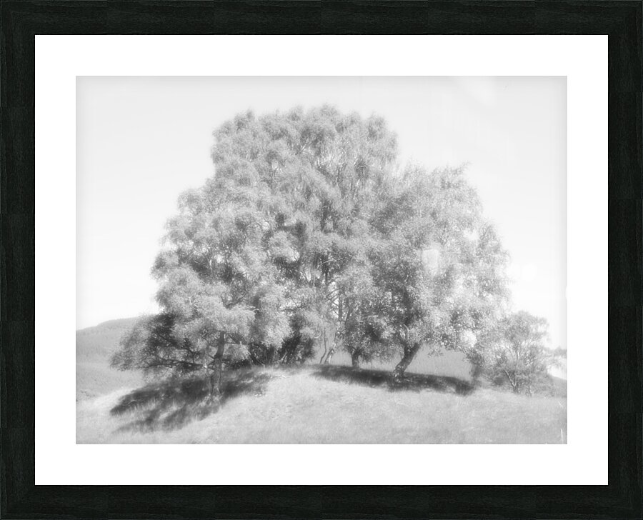 We Three Trees of the Scottish Highlands in High Glossy Monochrome Picture Frame print