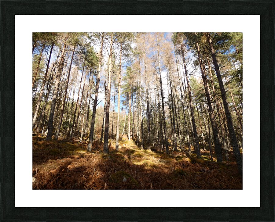 Scottish Highlands Winter Pine Forest  Sun and Shadows Picture Frame print