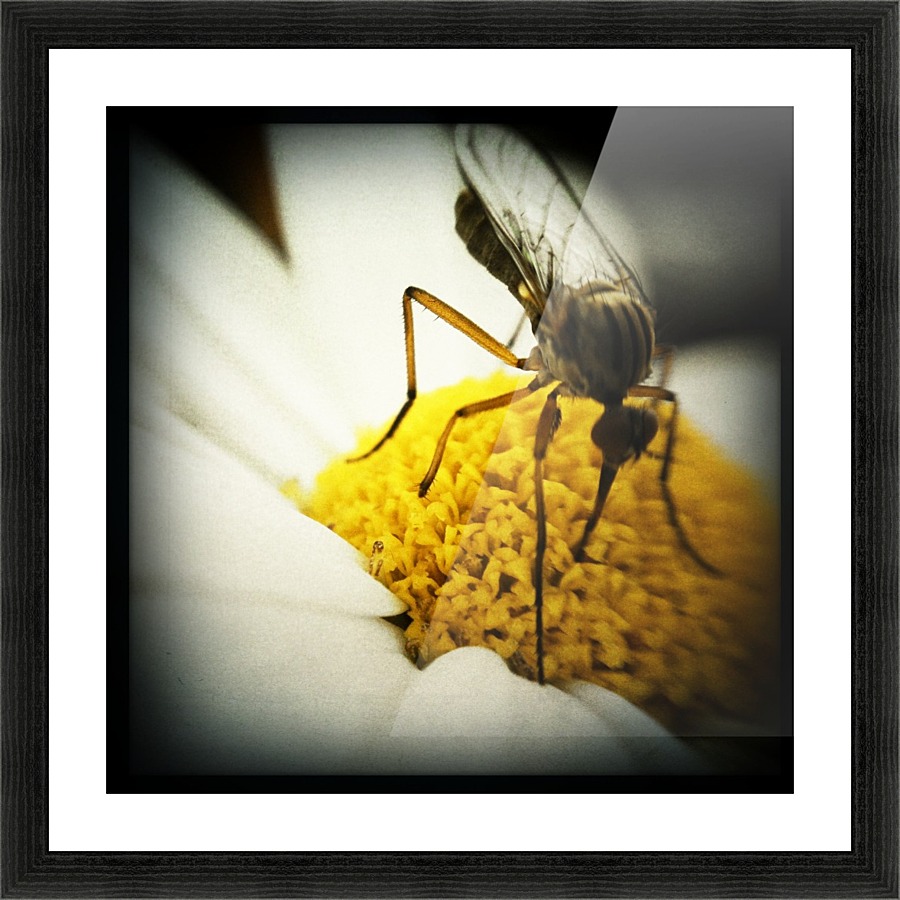 Vegetarian Mosquito Picture Frame print