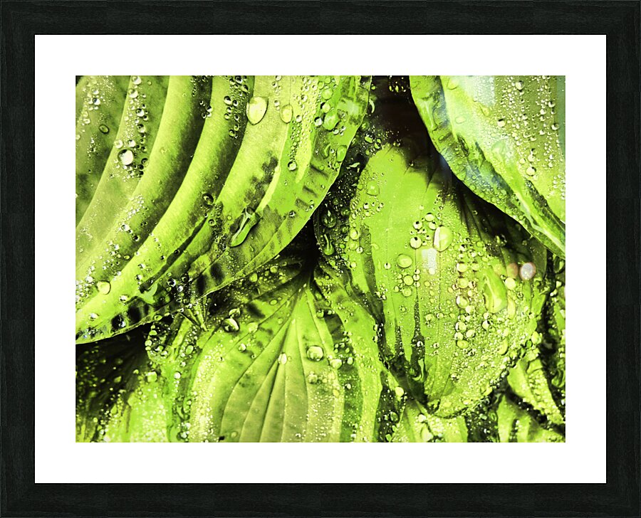 Rainy Hosta Leaves in Intelligent Art Nature Photography Picture Frame print