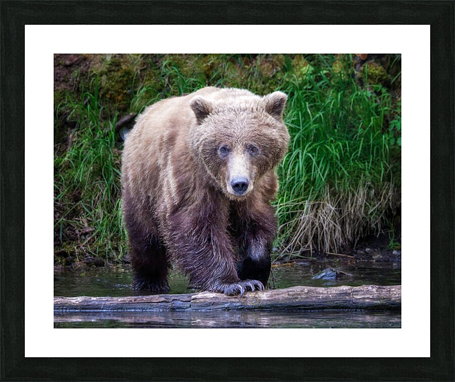 Bear Stare Down Picture Frame print