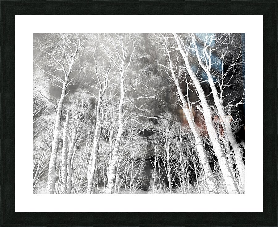   Sottish Highlands Winter Snow Covered Birch Trees  Picture Frame print