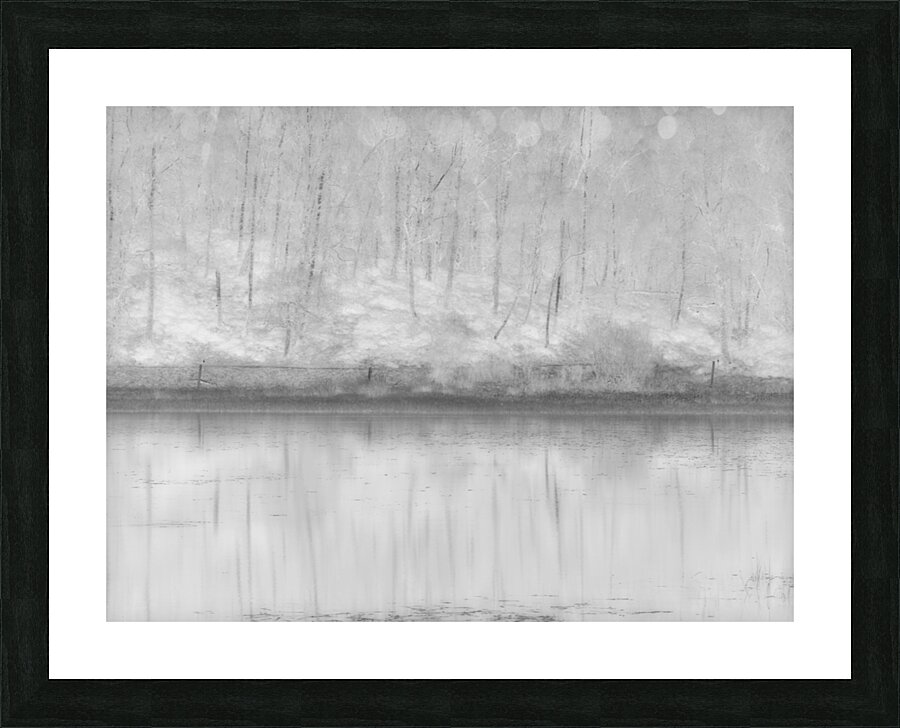  Birch Forest Reflections in High Glossy Monochrome Picture Frame print