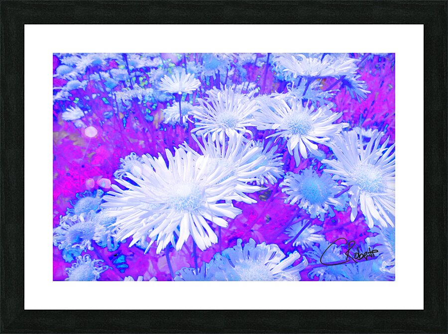 Summer Inverted Yellow Daises  Picture Frame print