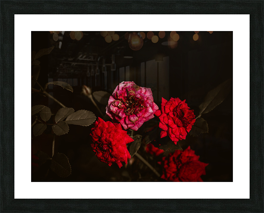 Mini Roses Picture Frame print