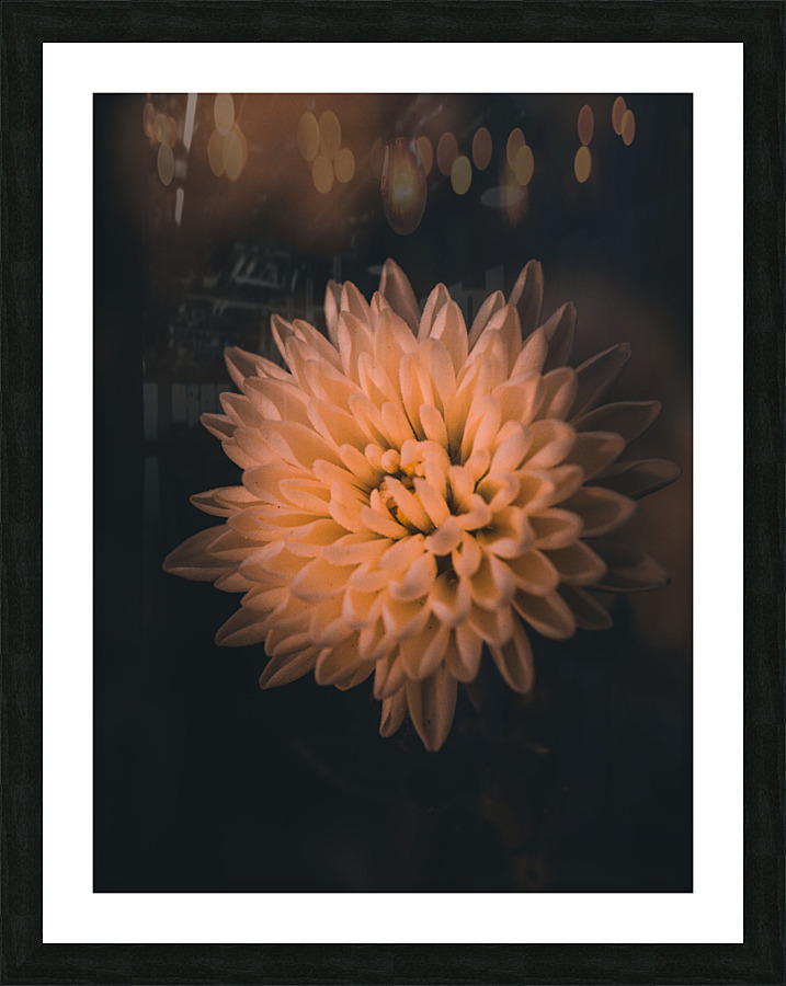Harvest Mum Picture Frame print