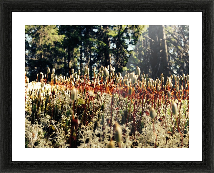 Forest Miniature Picture Frame print