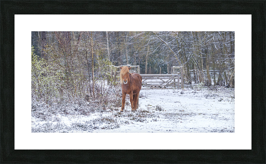  Fine Art print