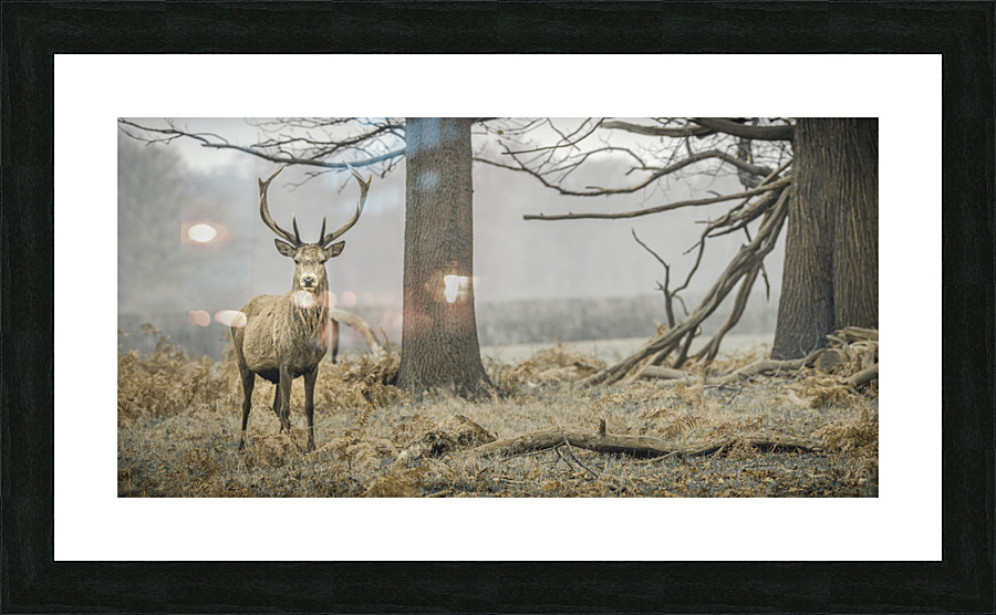  Fine Art print