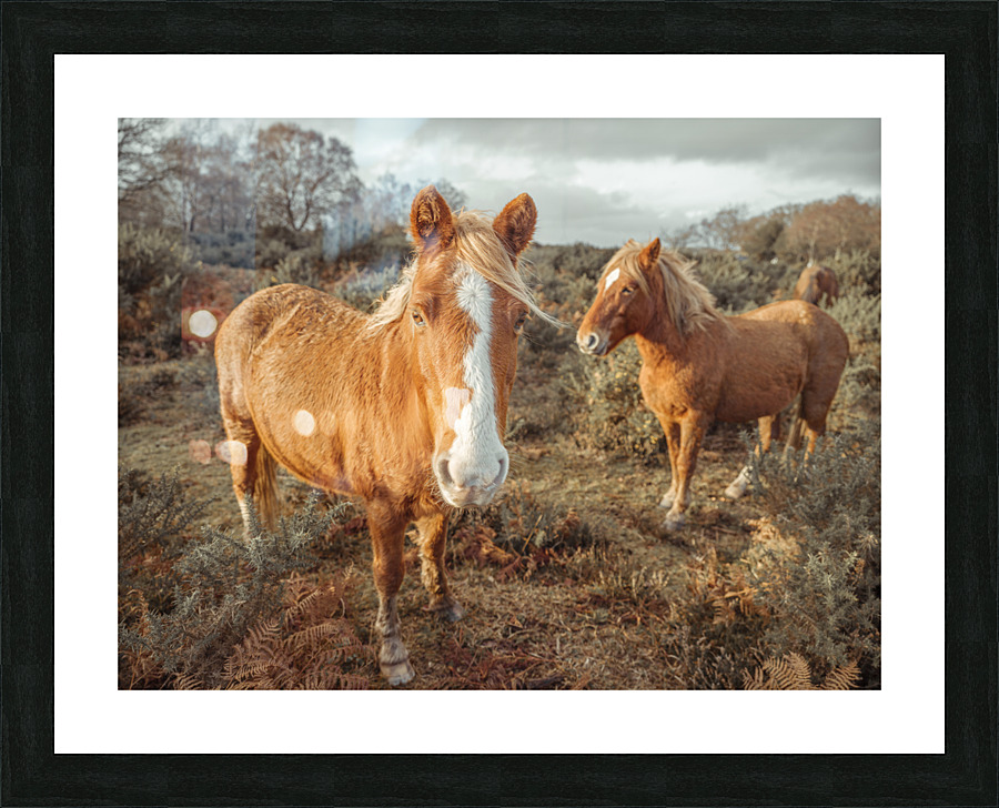  Fine Art print