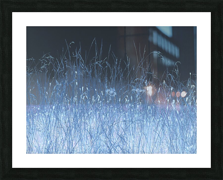  Autumnal Inverted Long Grass in the Mist Picture Frame print
