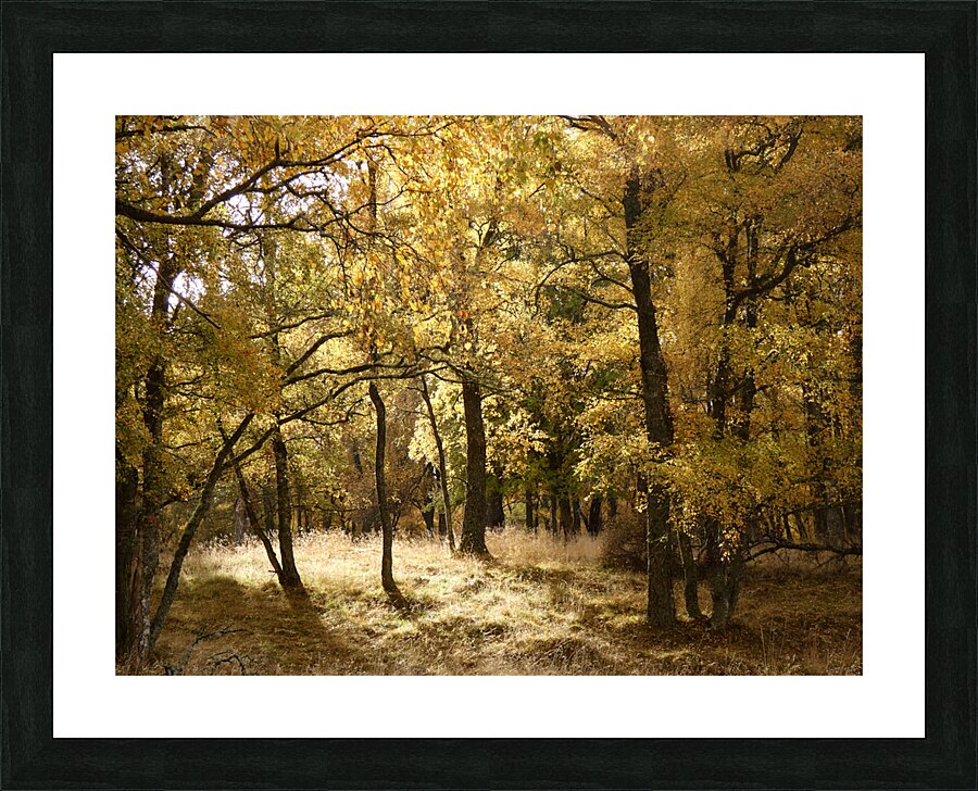 The Joy of Autumn in the Scottish Highlands Picture Frame print