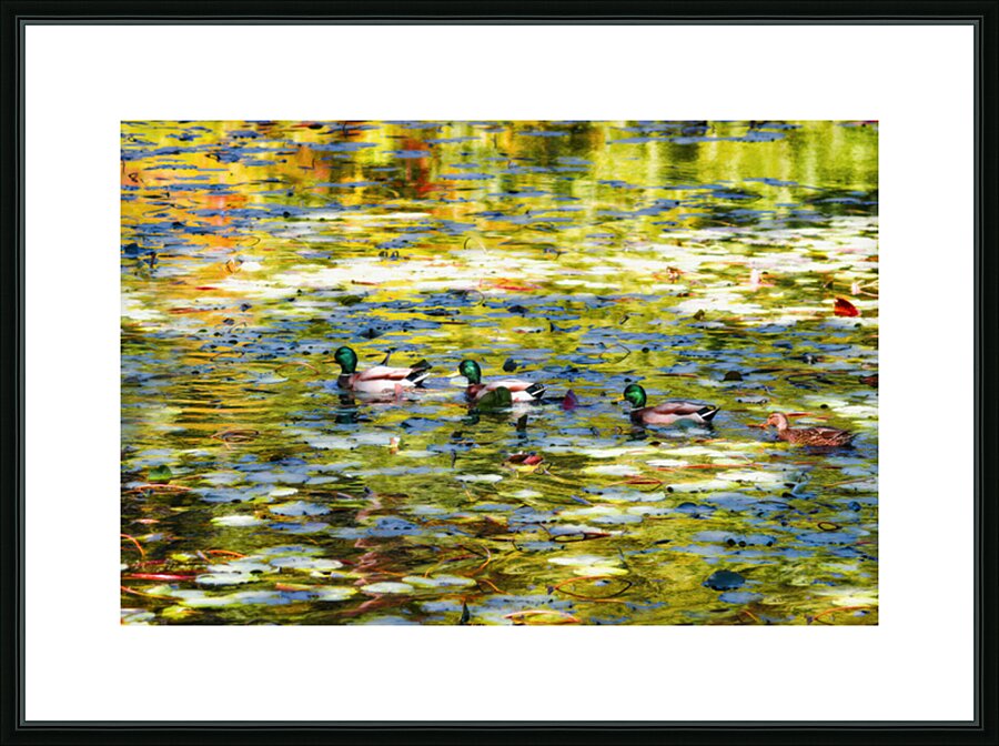 All My Ducks in a Row Picture Frame print