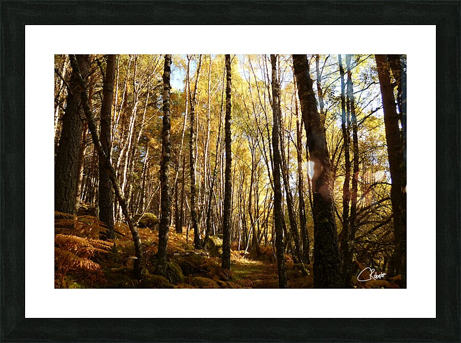 Autumnal Forest Walk in the Scottish Highlands Picture Frame print