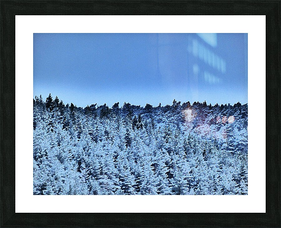 Mad March Pine Forest Snow Picture Frame print