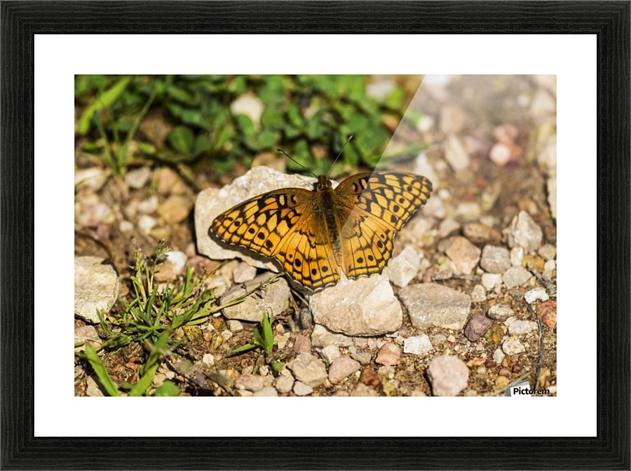 A Variegated Fritillary Butterfly (Euptoieta claudia) soaks up sunlight; Tahlequah, Oklahoma, United States of America Picture Frame Printing