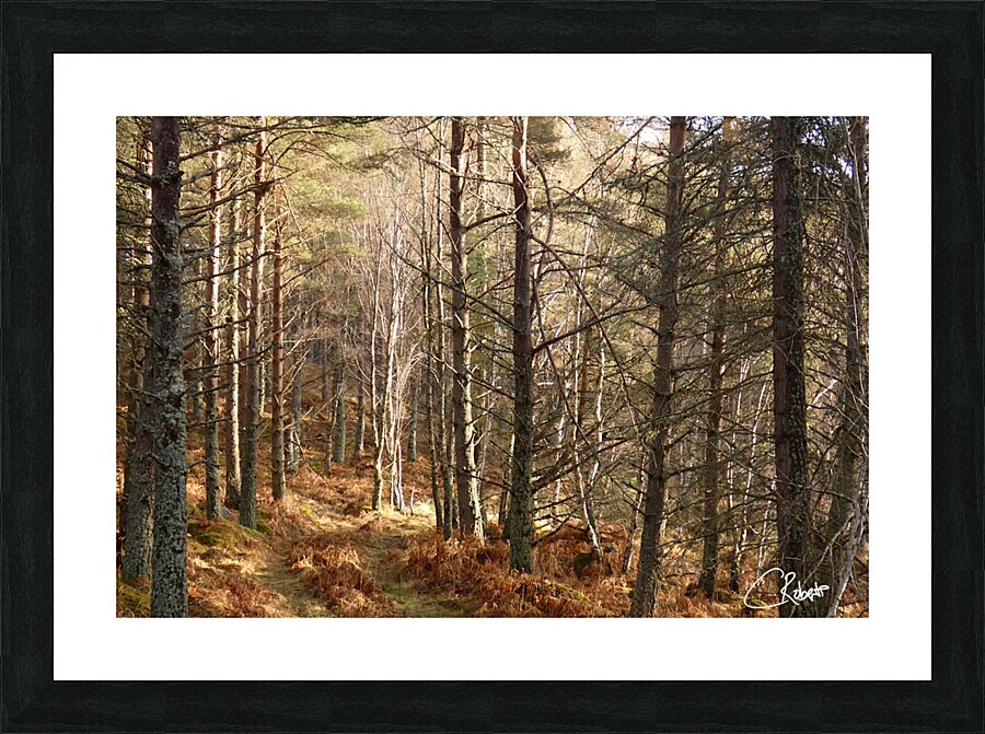  Winters Golden Nature Trail Picture Frame print