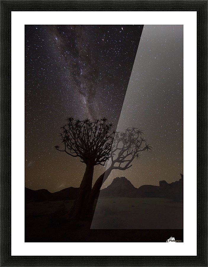 The milky way slashes across the night sky above a quiver tree (kokerboom, aloe dichotoma) in Richtersveld National Park; South Africa  Framed Print Print