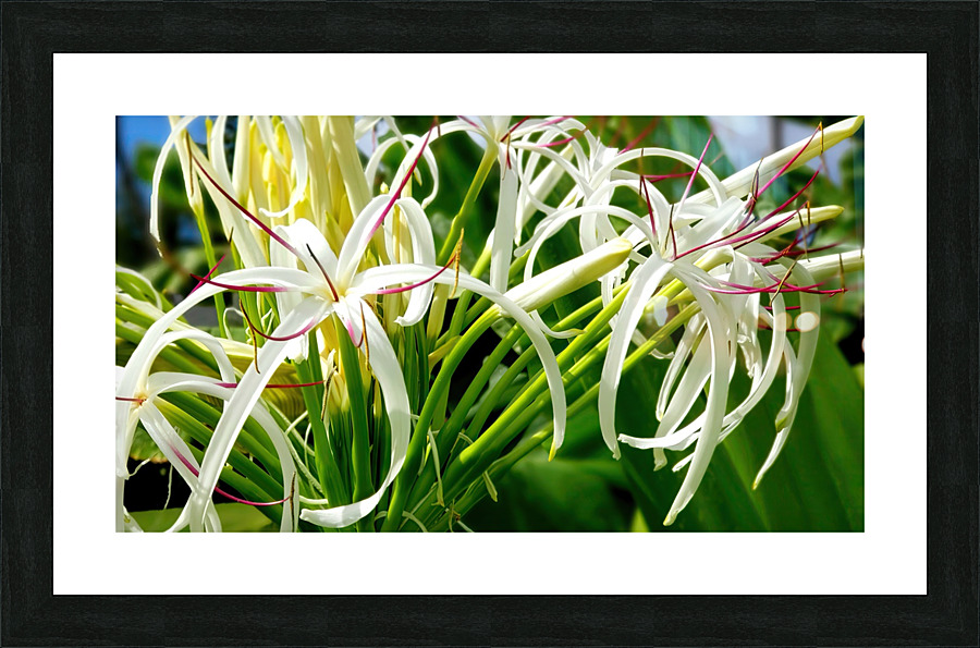 SPYDAHLiLLi Picture Frame print