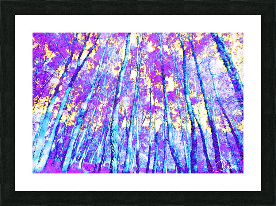  Vibrant Birch Tree Glory in the Scottish Highlands Picture Frame print
