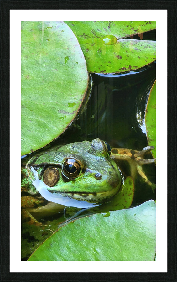 DAD S POND Picture Frame print