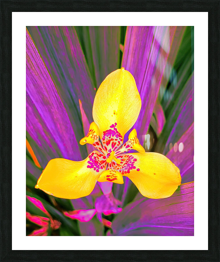 COLORFUL ORCHiD Picture Frame print