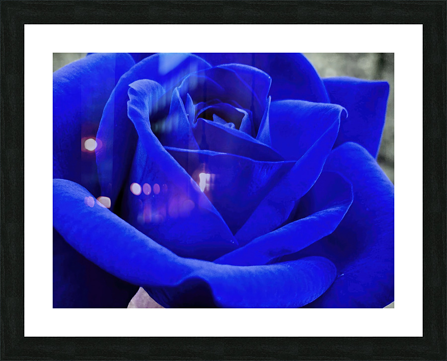 BLUER ROSE Picture Frame print