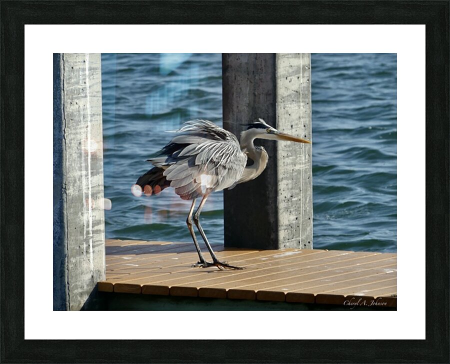 Great Blue Heron ~ on Anna Maria Island dock Picture Frame Printing