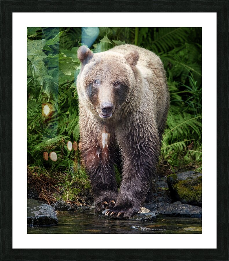 Visiting Bear Picture Frame print