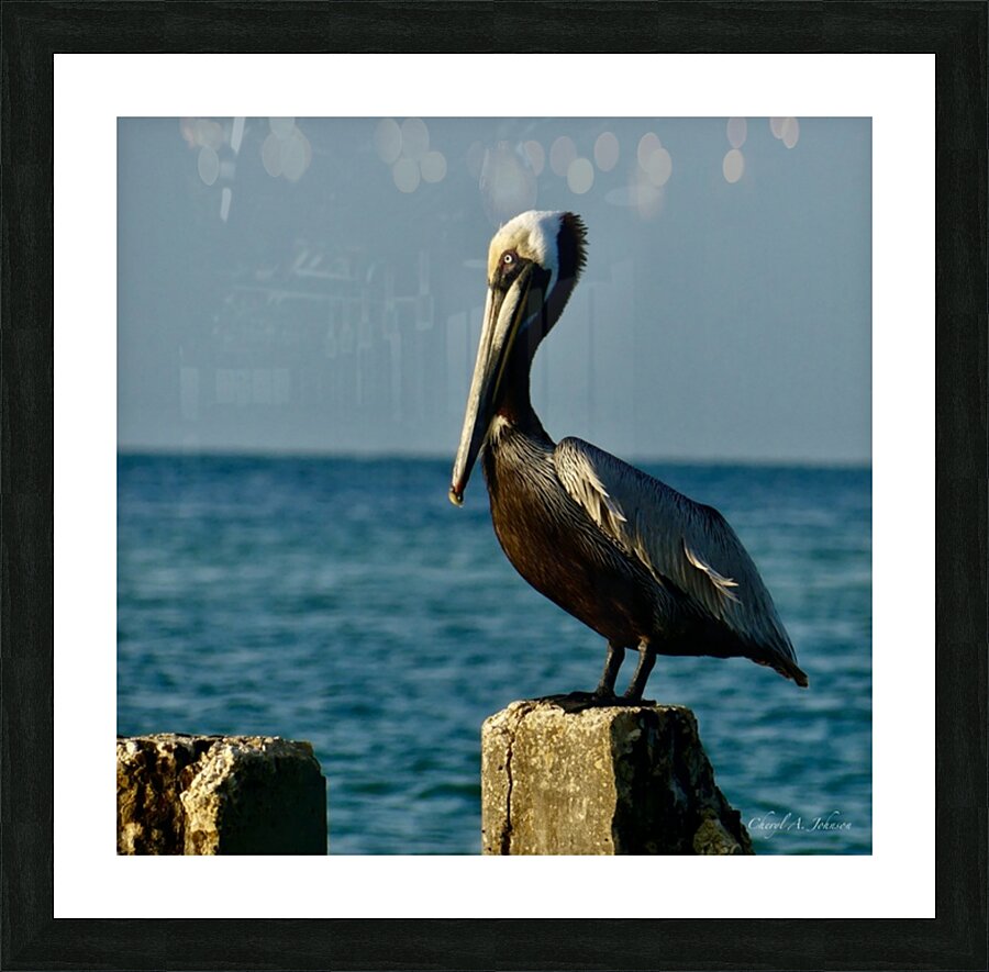 Pelican ~ on cement pylon Anna Maria Island Picture Frame Printing
