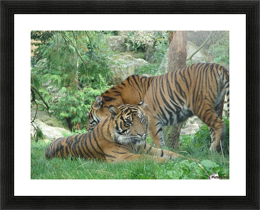 Tigers Picture Frame print