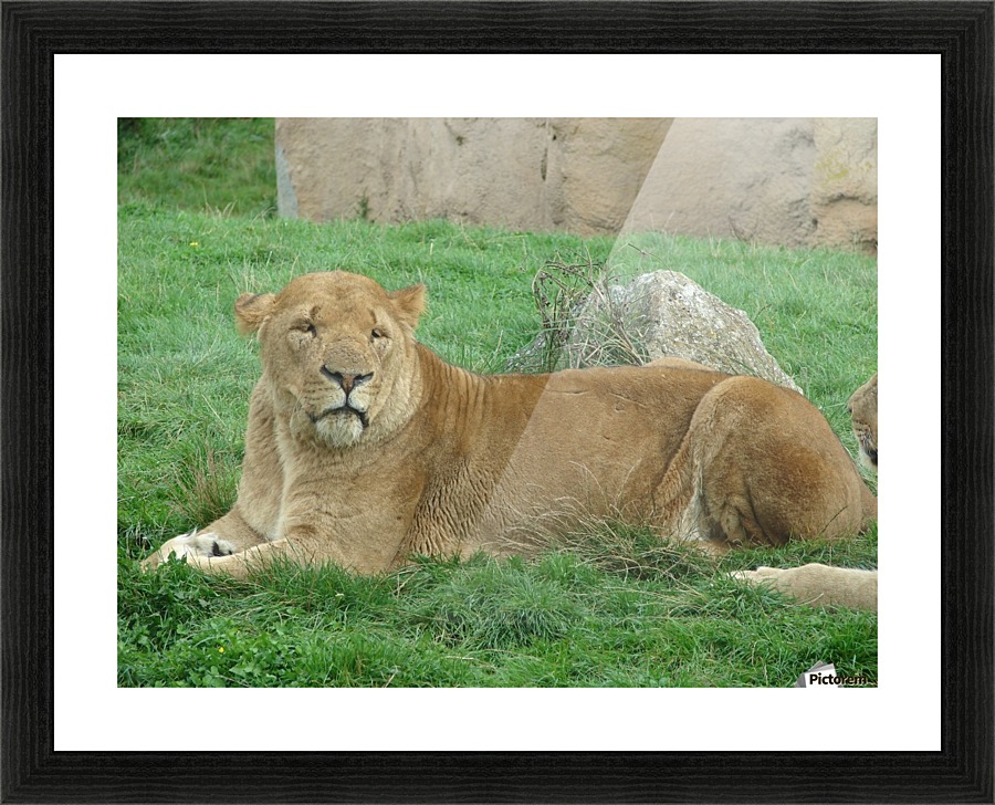 The Queen Picture Frame print