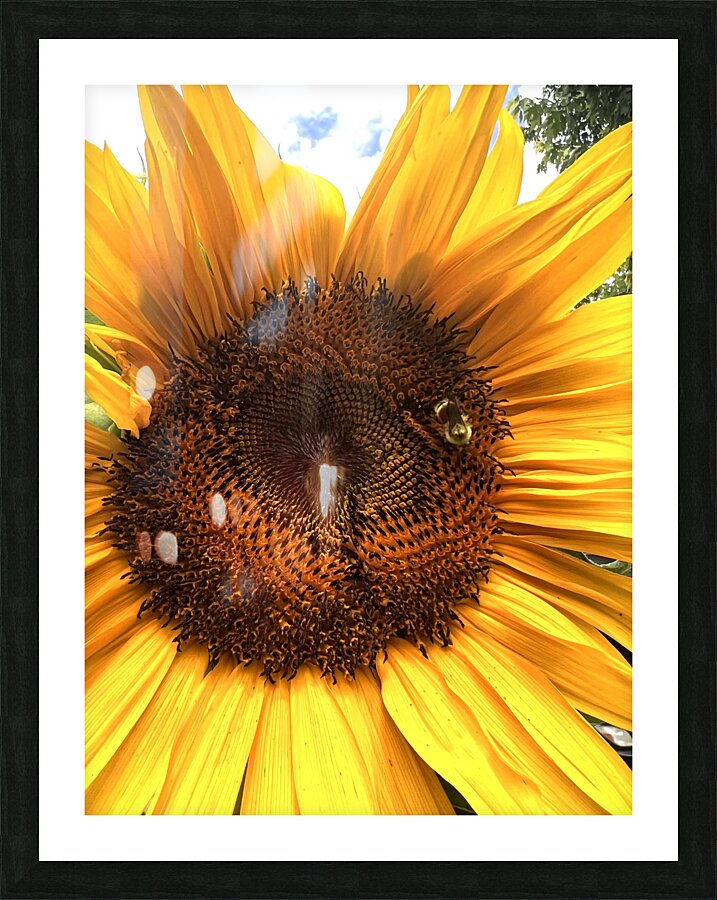 IMG 3967 Picture Frame print