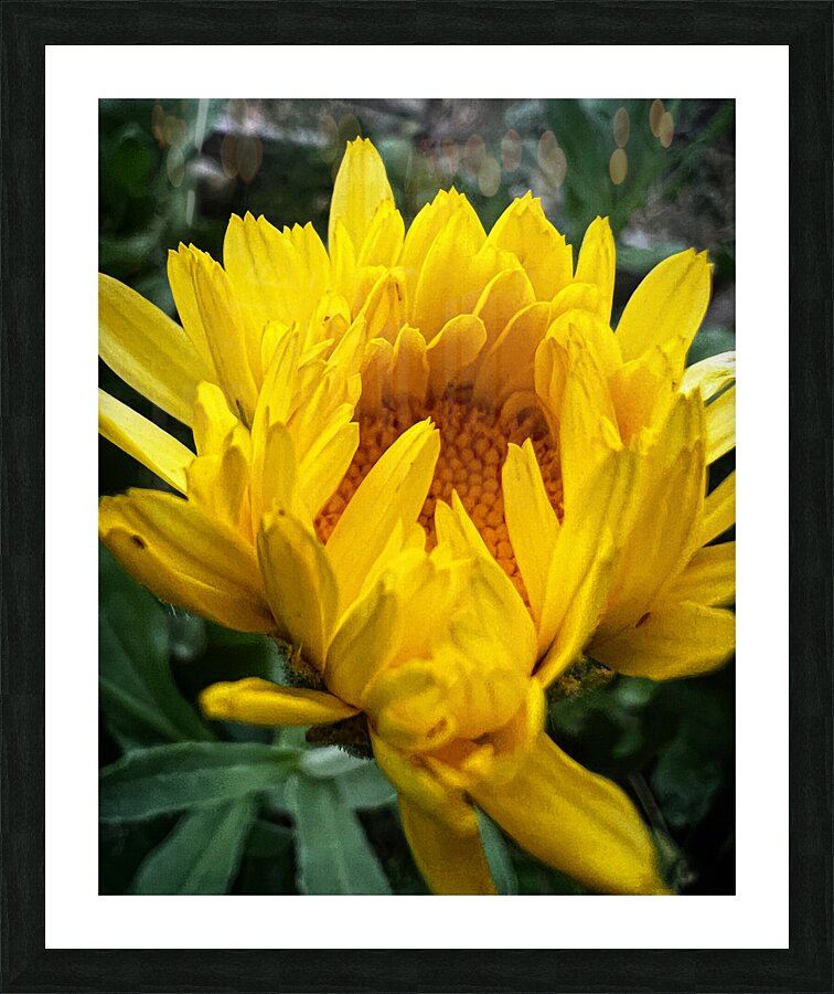 F17B6D9A 86D4 49AB 80E9 987CD2F52091 Picture Frame print