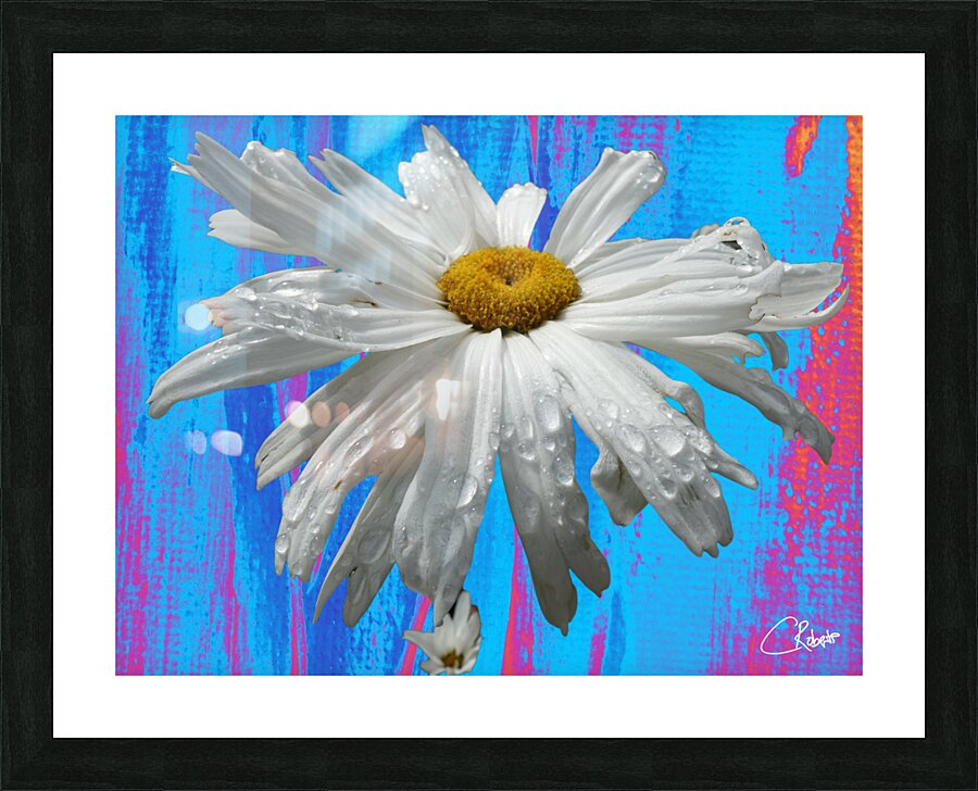  White Daises on Abstract Coloured Heatwave Background Picture Frame print