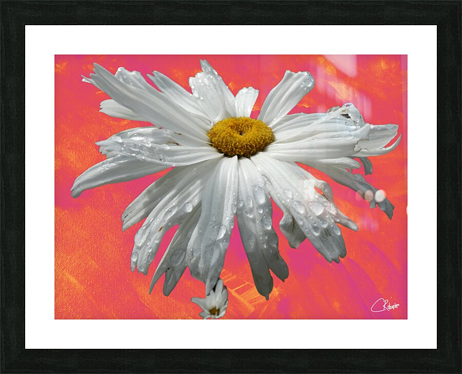  Daisy Flower Close Up on Vibrant Picture Frame print
