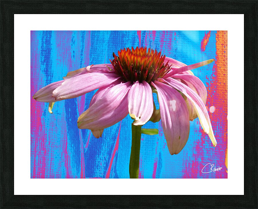 Echinacea Flower Close up on Heatwave Abstract Picture Frame print