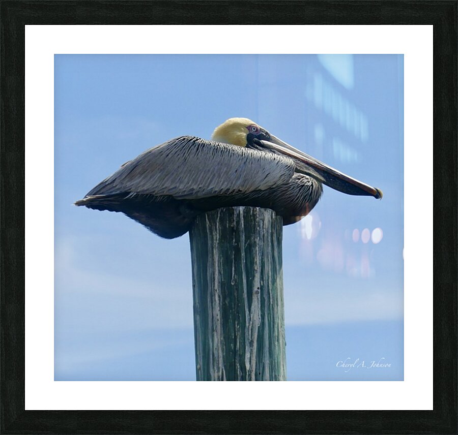 Pelican ~ resting on pylon Anna Maria Island Picture Frame Printing