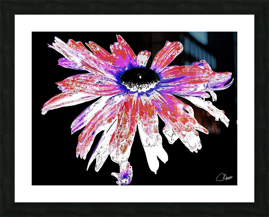 Red and White Distressed Daisy Flower on a Black Background Picture Frame print