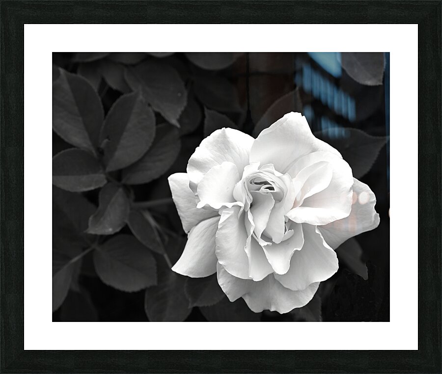 Elegant White Rose in Monochrome  Framed Print Print
