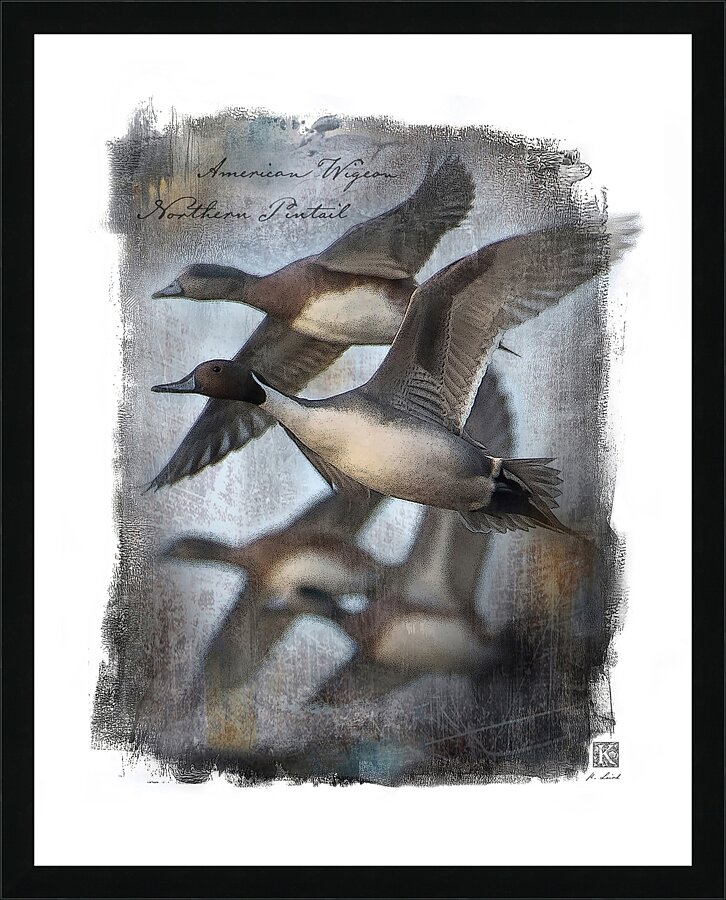 American Wigeon Northern Pintail Picture Frame print