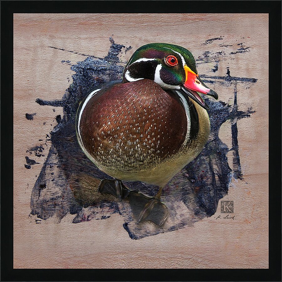Carolina Wood Duck  Picture Frame print