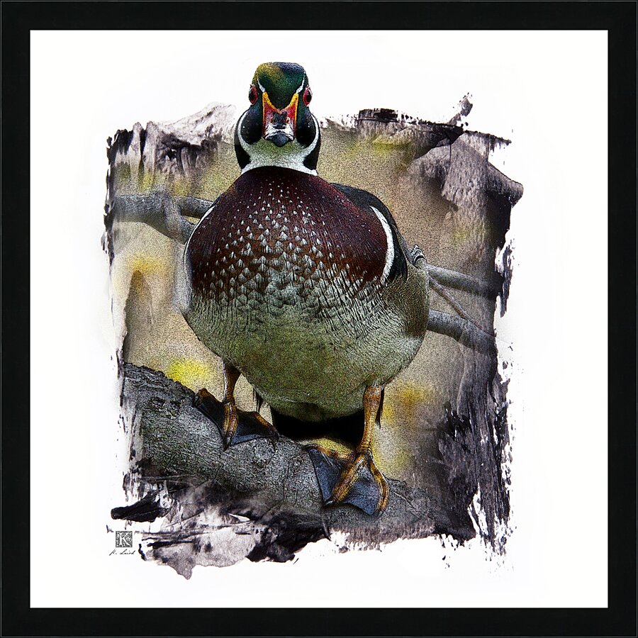 Wood Duck Hidden Among Us Picture Frame print